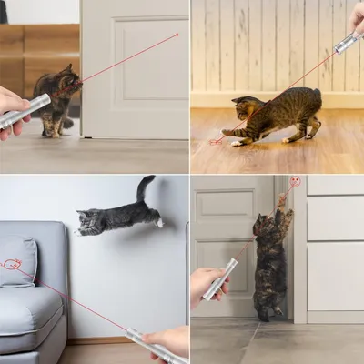 Zoomtopia Jouet Interactif pour Chats et Chiens pointeur laser