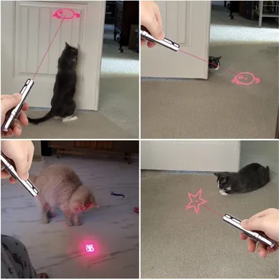 Zoomtopia Jouet Interactif pour Chats et Chiens pointeur laser