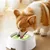 Zoomtopia Bol d'eau pour chien à boire lentement