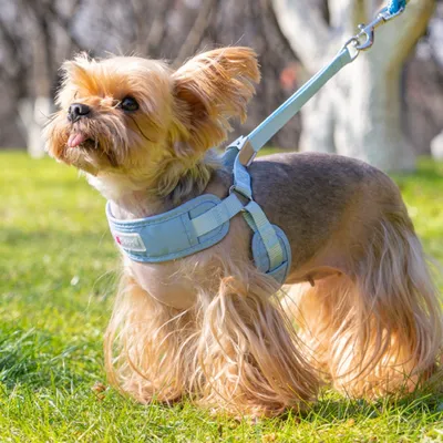 Zoomtopia Laisse et gilet de harnais pour chien