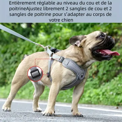 Zoomtopia Ensemble harnais et laisse pour chien