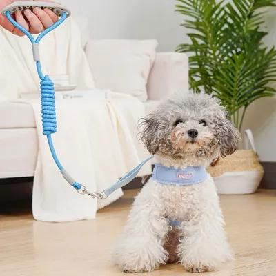 Zoomtopia Laisse et gilet de harnais pour chien