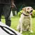 Zoomtopia Laisse pour chien multi fonctionnelle