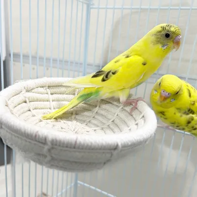 Zoomtopia Nid d'oiseau en paille