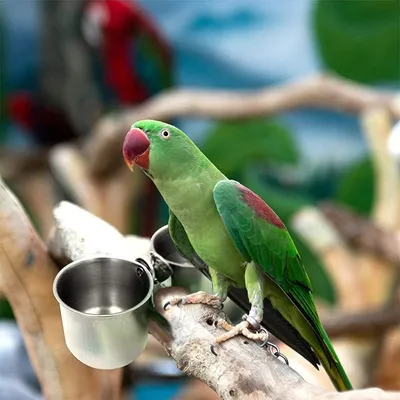 Zoomtopia Coupelles de mangeoire pour oiseaux