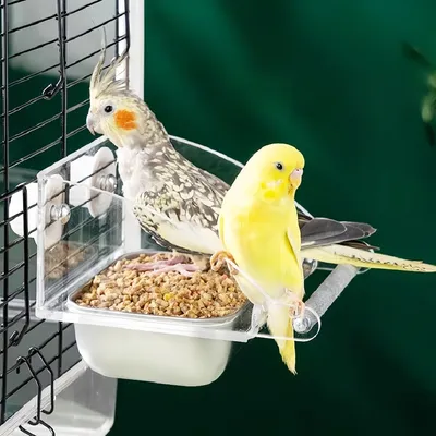 Zoomtopia Mangeoire à oiseaux