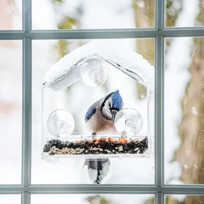 Zoomtopia Mangeoire à oiseaux transparente