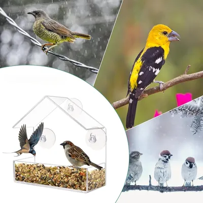 Zoomtopia Mangeoire à oiseaux transparente