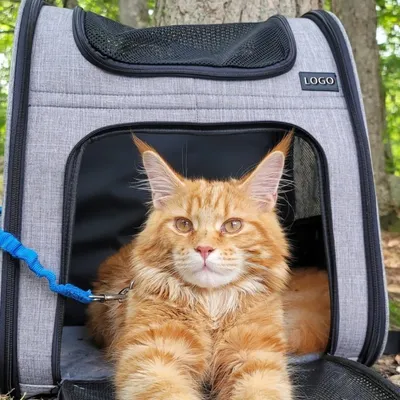 Zoomtopia Sac à dos pour transport d'animaux