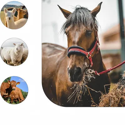 Zoomtopia Sacs à foin pour cheval