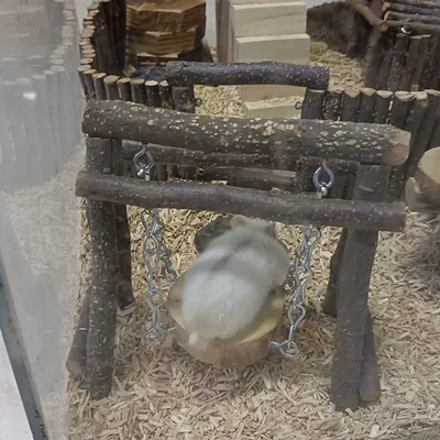 Zoomtopia Jouets de balançoire pour rongeurs