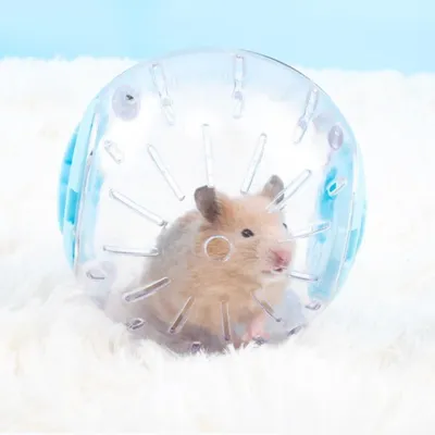 Zoomtopia Balle de fitness transparente pour petits animaux
