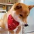 Zoomtopia Bandana-Halsband für Hunde Zoomtopia Bandana-Halsband für Hunde