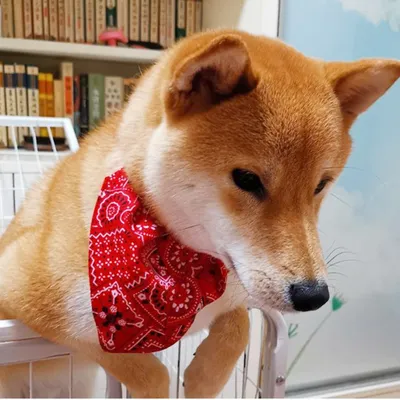 Zoomtopia Bandana-Halsband für Hunde Zoomtopia Bandana-Halsband für Hunde