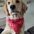 Zoomtopia Bandana-Halsband für Hunde Zoomtopia Bandana-Halsband für Hunde