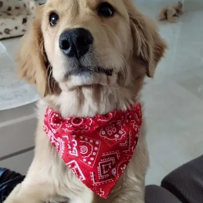 Zoomtopia Bandana-Halsband für Hunde Zoomtopia Bandana-Halsband für Hunde