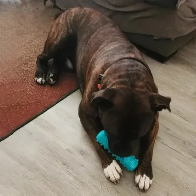 Zoomtopia Jouets de dentition pour chiens