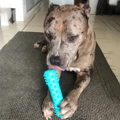 Zoomtopia Jouets de dentition pour chiens