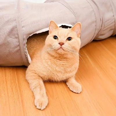 Zoomtopia Tunnel interactif pour chat