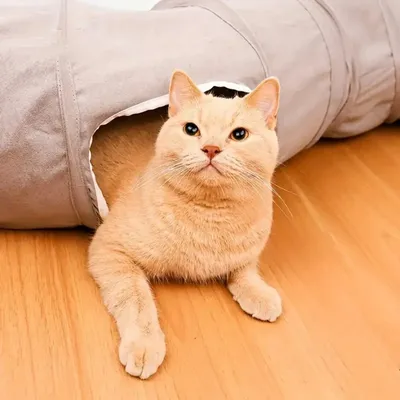 Zoomtopia Tunnel interactif pour chat