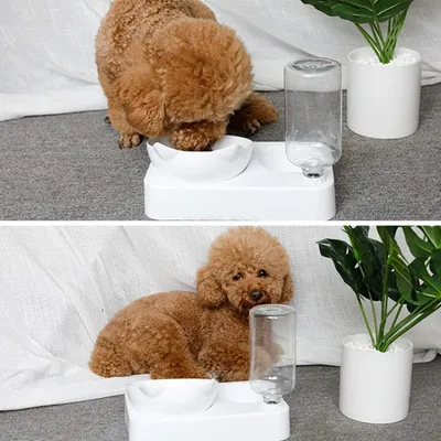 Zoomtopia Ensemble Nourriture et Eau pour Chien et Chat-Petit