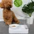 Zoomtopia Ensemble Nourriture et Eau pour Chien et Chat-Petit
