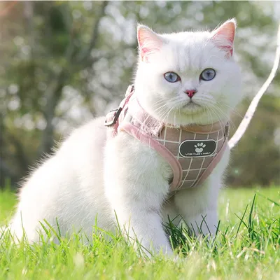 Zoomtopia Harnais pour chat en maille souple