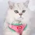 Zoomtopia Harnais avec laisse pour chat