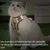 Zoomtopia Harnais pour chien et chat