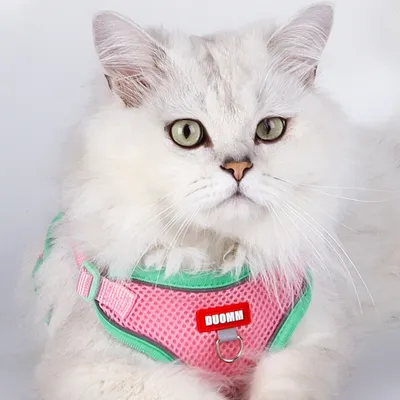 Zoomtopia Harnais avec laisse pour chat