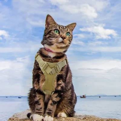 Zoomtopia Harnais réglable pour chat et chien