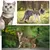 Zoomtopia Harnais réglable pour chat et chien