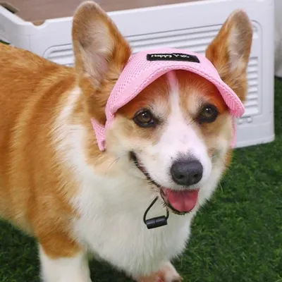 Zoomtopia Chapeau de soleil rose pour chien