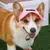 Zoomtopia Rosa Sonnenhut für Hunde Zoomtopia Rosa Sonnenhut für Hunde