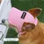 Zoomtopia Rosa Sonnenhut für Hunde Zoomtopia Rosa Sonnenhut für Hunde