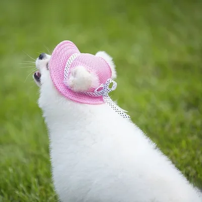 Zoomtopia Chapeau de soleil pour chien