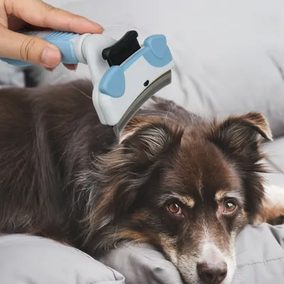 Zoomtopia Pinceau de toilettage pour chien et chat