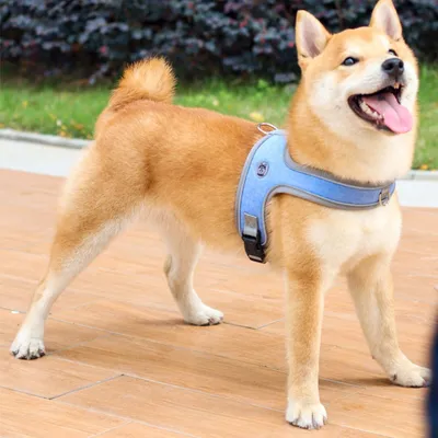 Zoomtopia Harnais de selle pour chien sans tension