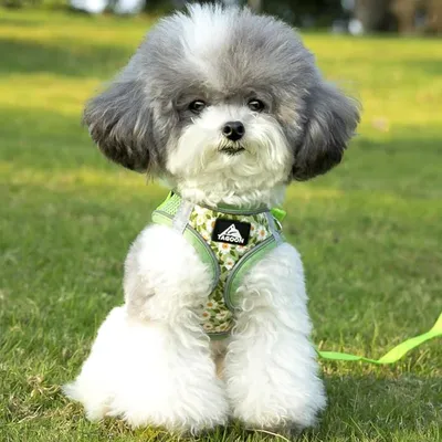 Zoomtopia Harnais réglable en maille respirante pour chien