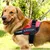 Zoomtopia Harnais antidéflagrante pour chien