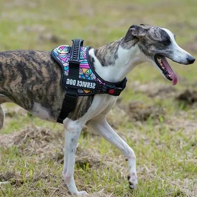 Zoomtopia Harnais réglable en nylon pour chien