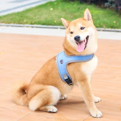 Zoomtopia Harnais de selle pour chien sans tension