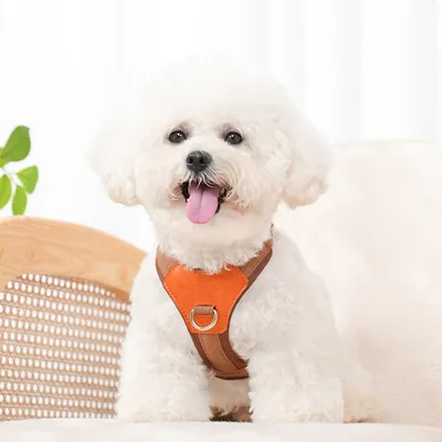 Zoomtopia Harnais marron pour petit chien