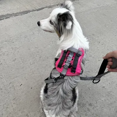 Zoomtopia Harnais de gilet tactique pour chien