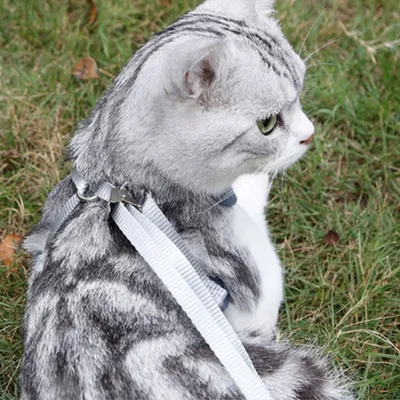 Zoomtopia Ensemble de laisse pour chat