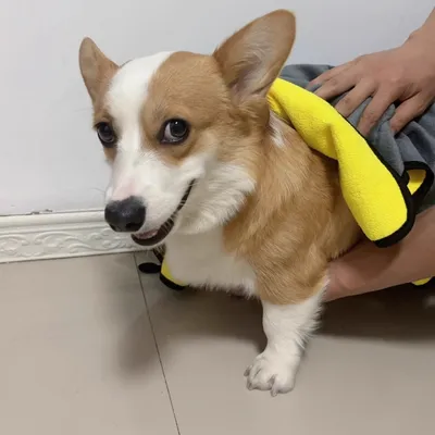 Zoomtopia Serviettes pour chien et chat