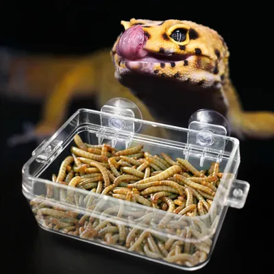 Zoomtopia Plat pour reptiles