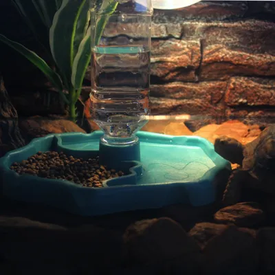Zoomtopia Gamelle d'eau pour reptiles