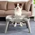Zoomtopia Bol en acier inoxydable pour chat et chien
