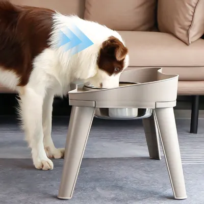 Zoomtopia Bol en acier inoxydable pour chat et chien
